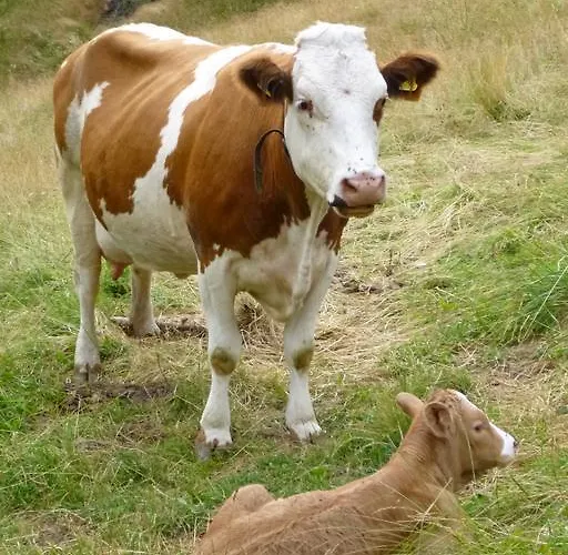 Chalet Stranighütte *